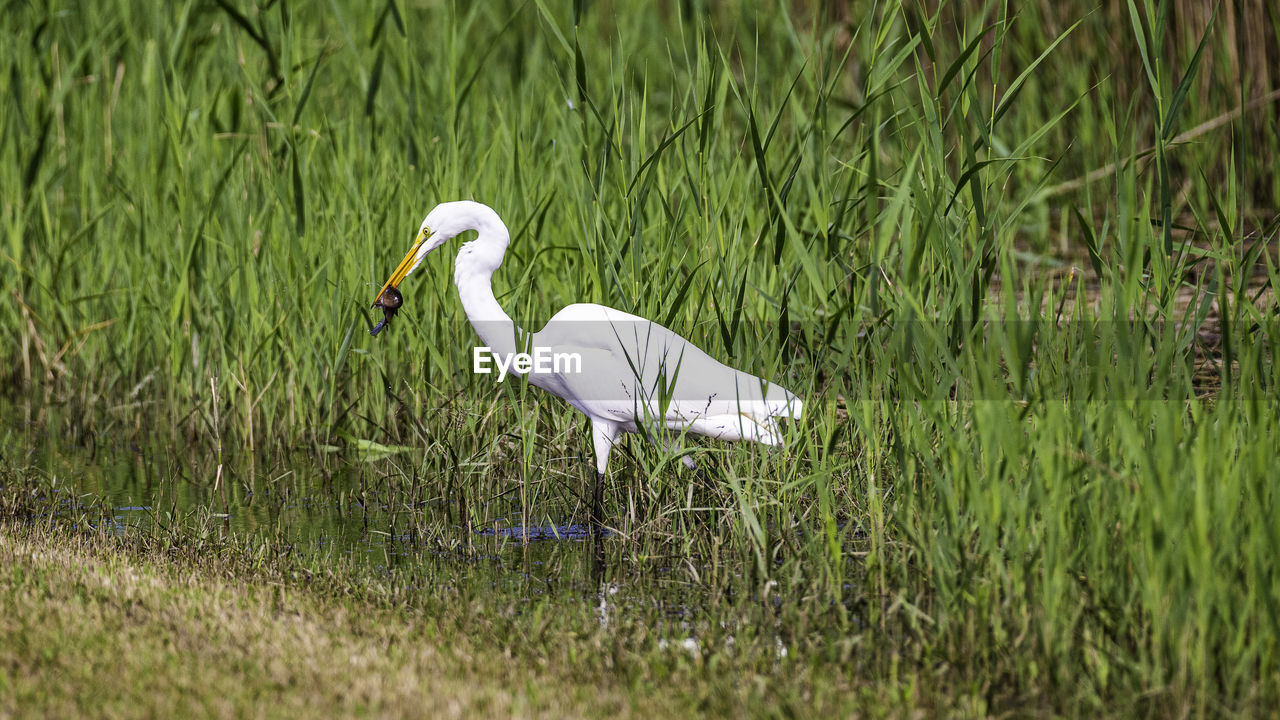 WHITE BIRD ON A FIELD