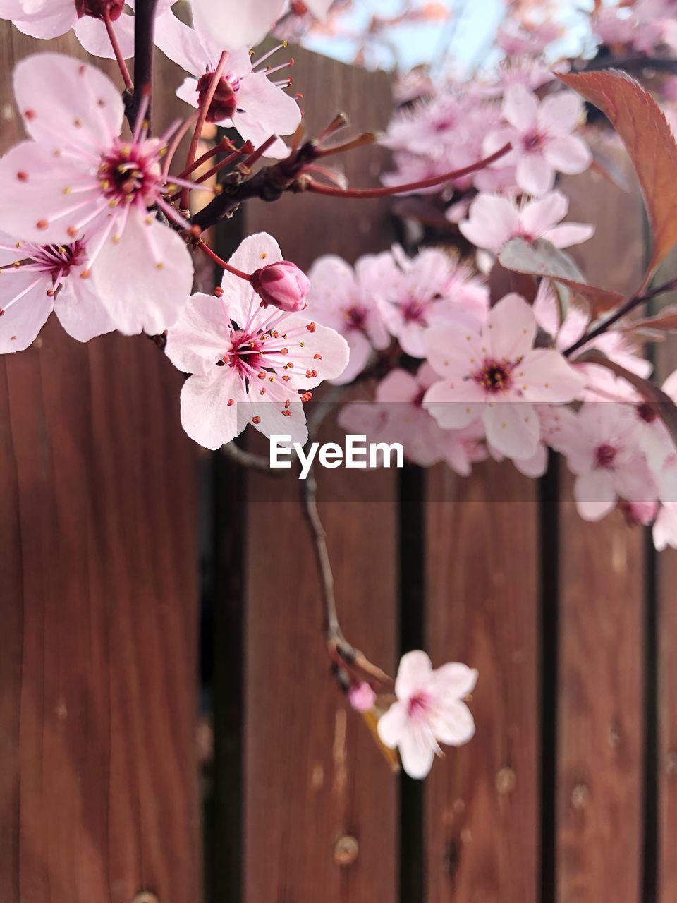 CLOSE-UP OF CHERRY BLOSSOMS