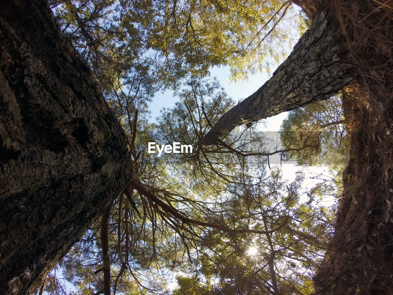 Low angle view of trees