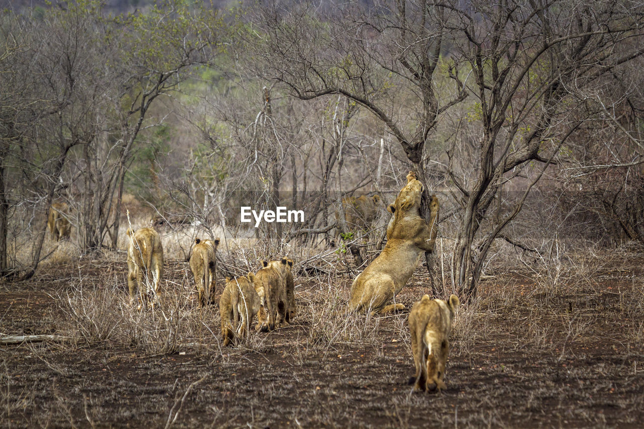 Rear view of lions walking in forest