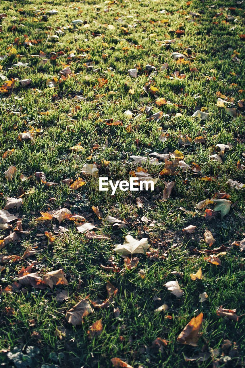 HIGH ANGLE VIEW OF AUTUMN LEAVES ON FIELD