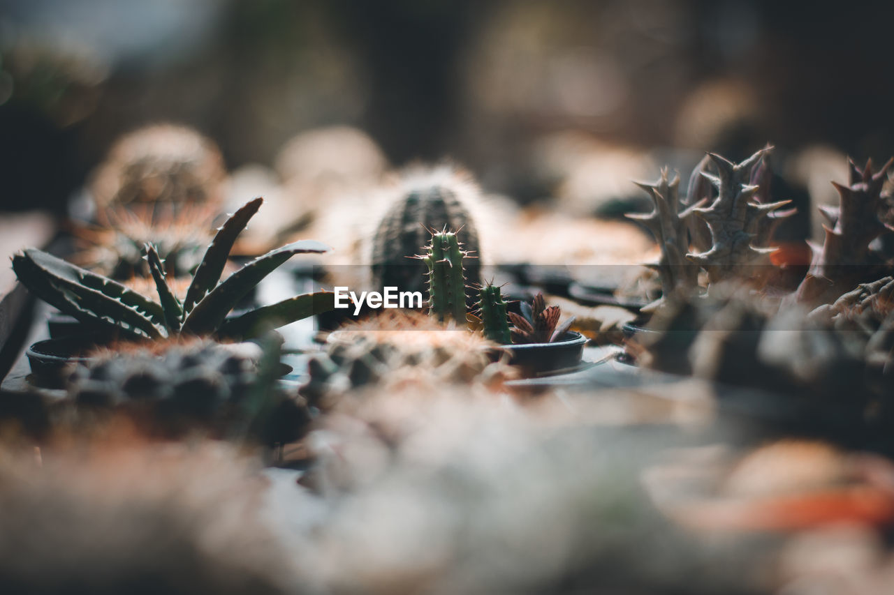 Close-up of succulent plants