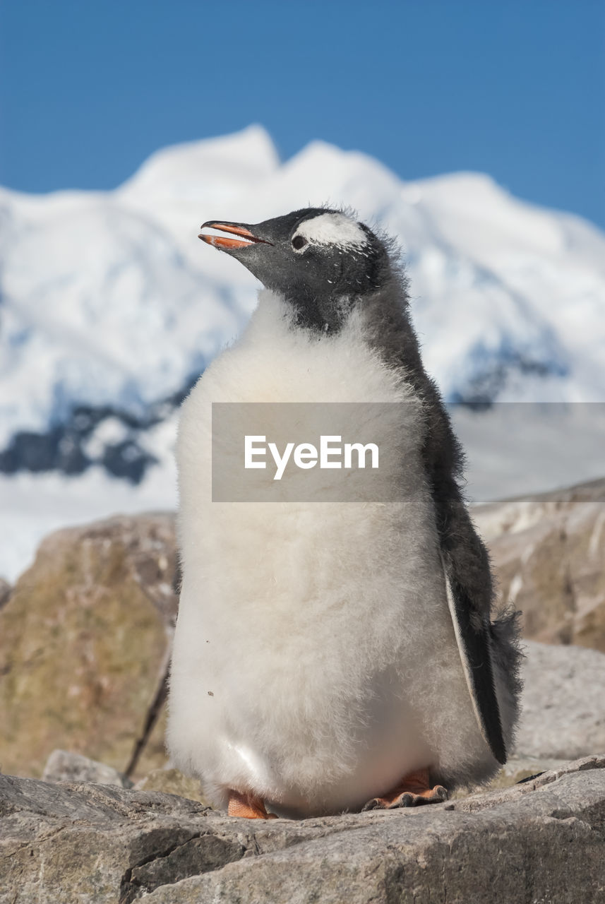 close-up of penguin on rock