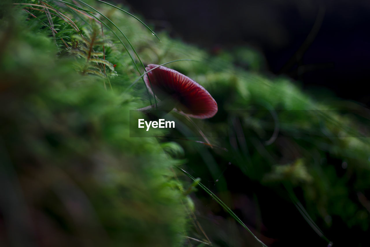 Close-up of mushroom growing outdoors