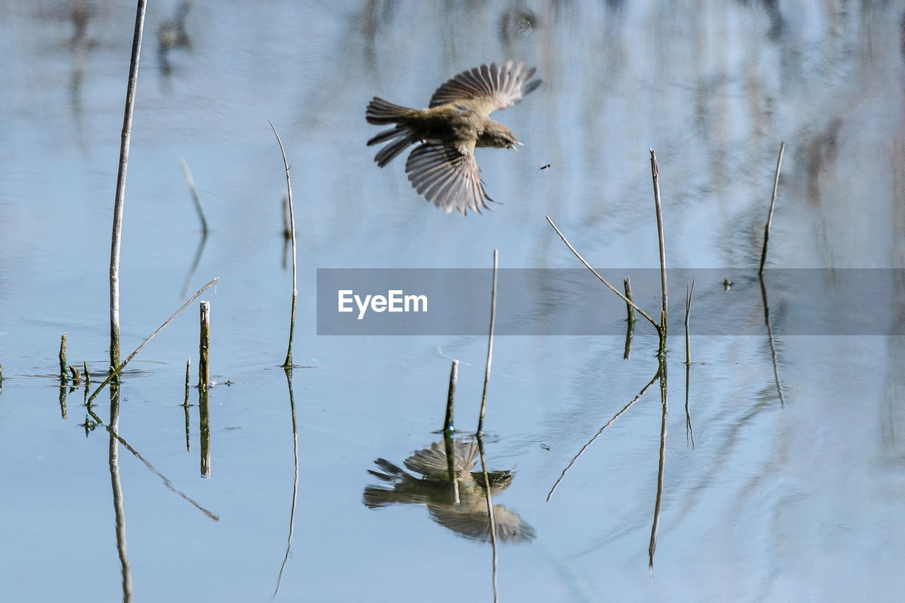 VIEW OF BIRD FLYING OVER LAKE