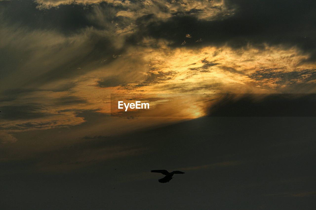 Silhouette birds flying against sky during sunset