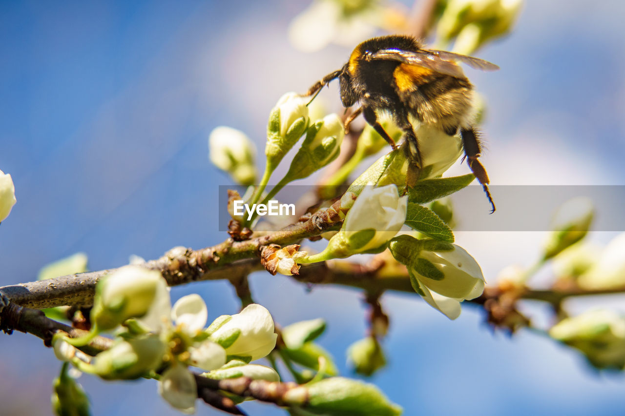 CLOSE-UP OF HONEY BEE ON FLOWER