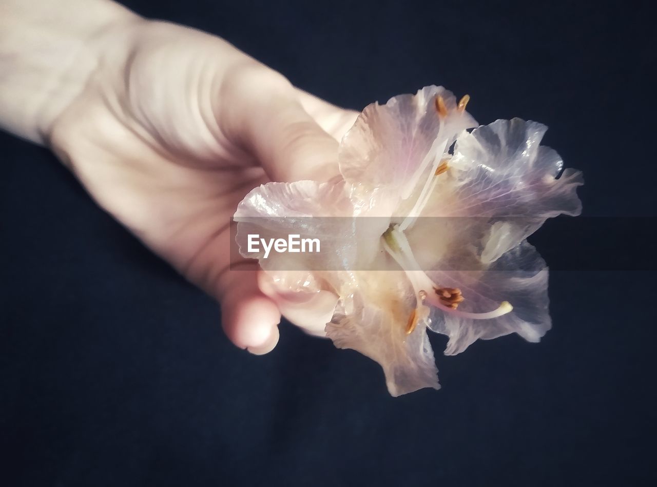 CLOSE-UP OF HAND HOLDING WHITE FLOWER