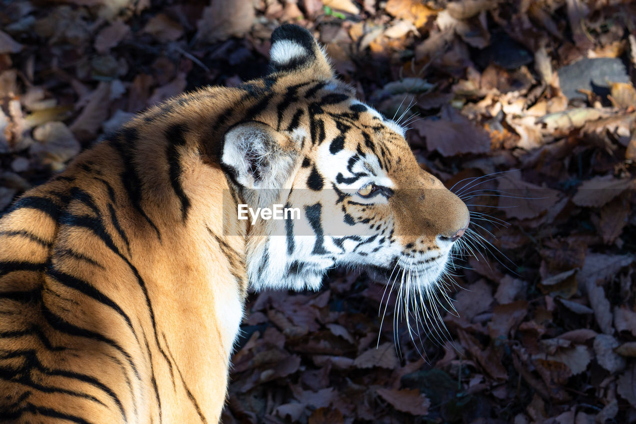 animal, animal themes, animal wildlife, feline, mammal, one animal, tiger, wildlife, big cat, cat, carnivora, nature, no people, animal body part, carnivore, felidae, outdoors, zoo, striped, animal markings, day, land, relaxation, leaf, plant part, close-up, focus on foreground