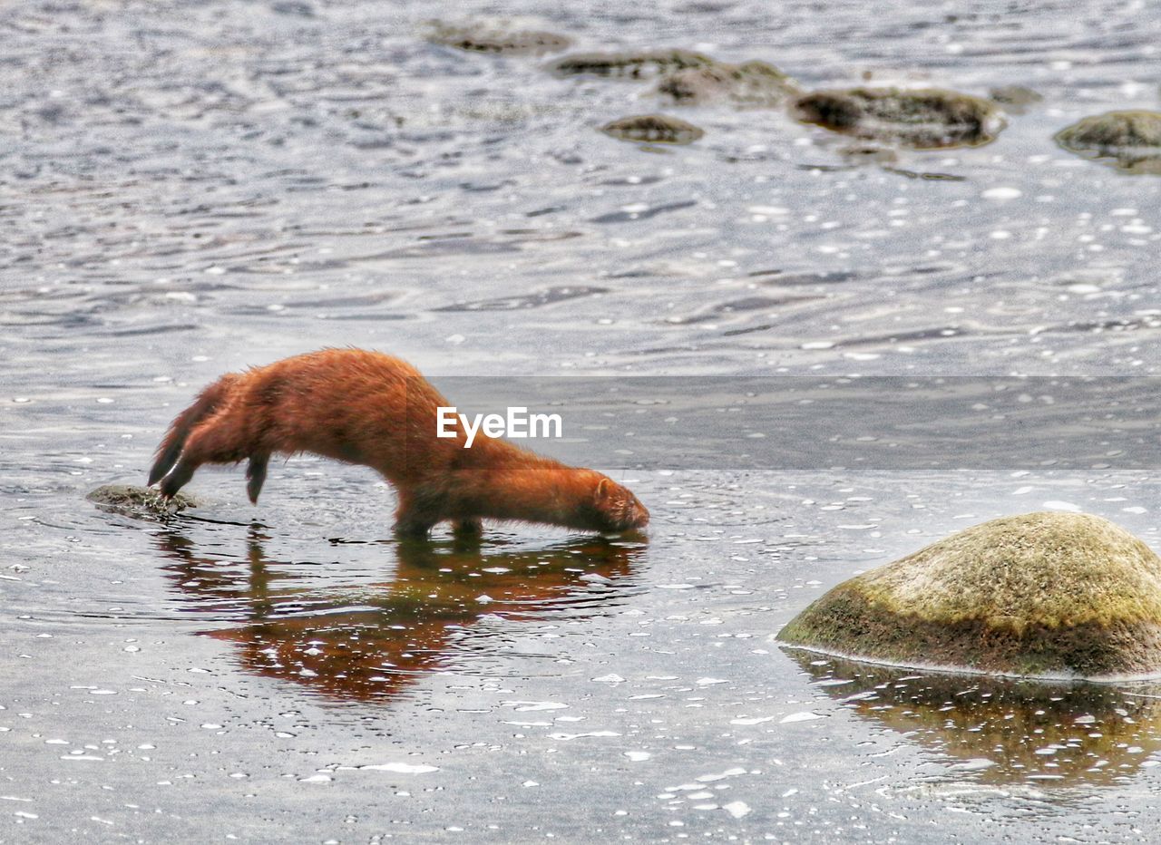 CLOSE-UP OF HORSE IN WATER AT SHORE