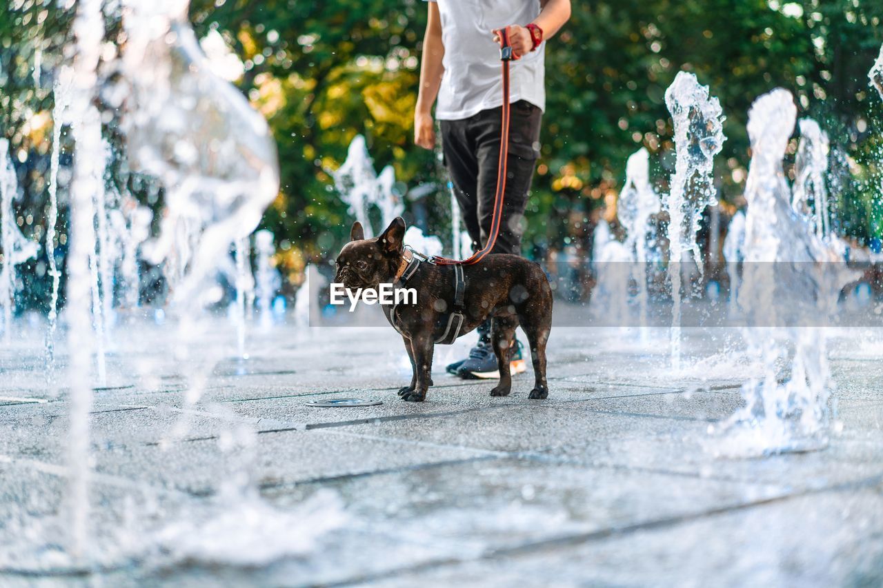Low section of person with french bulldog dog cooling in fountain water