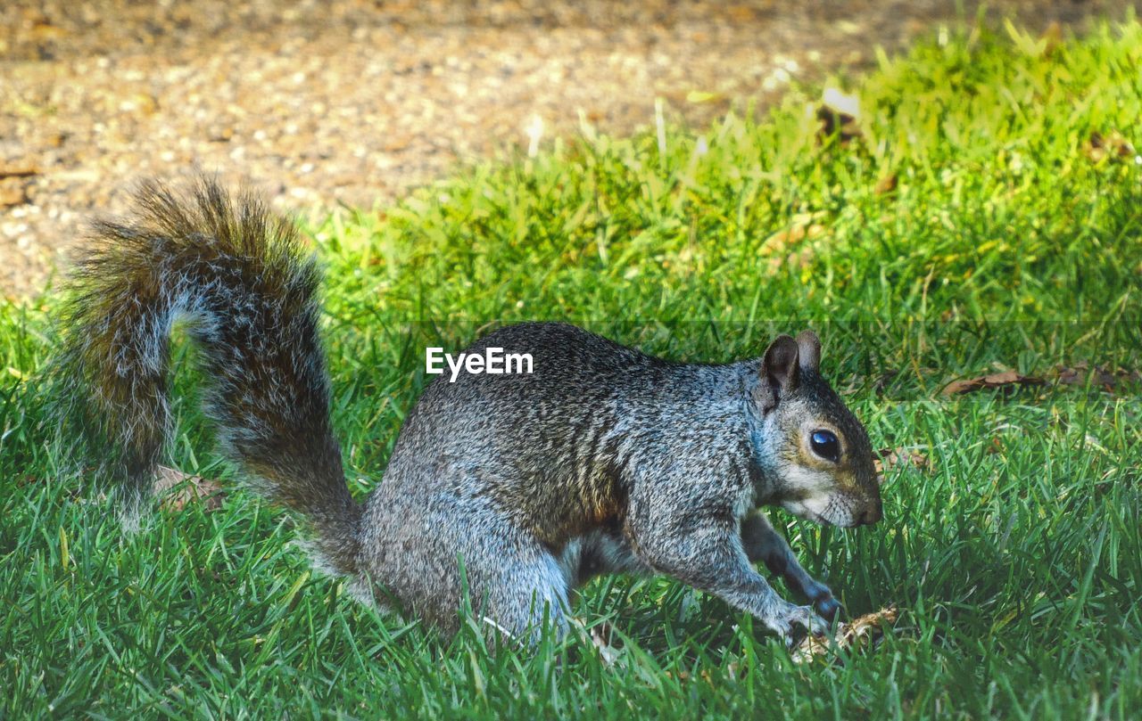 SIDE VIEW OF SQUIRREL IN FIELD
