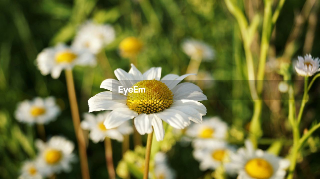 CLOSE-UP OF WHITE DAISY FLOWERS