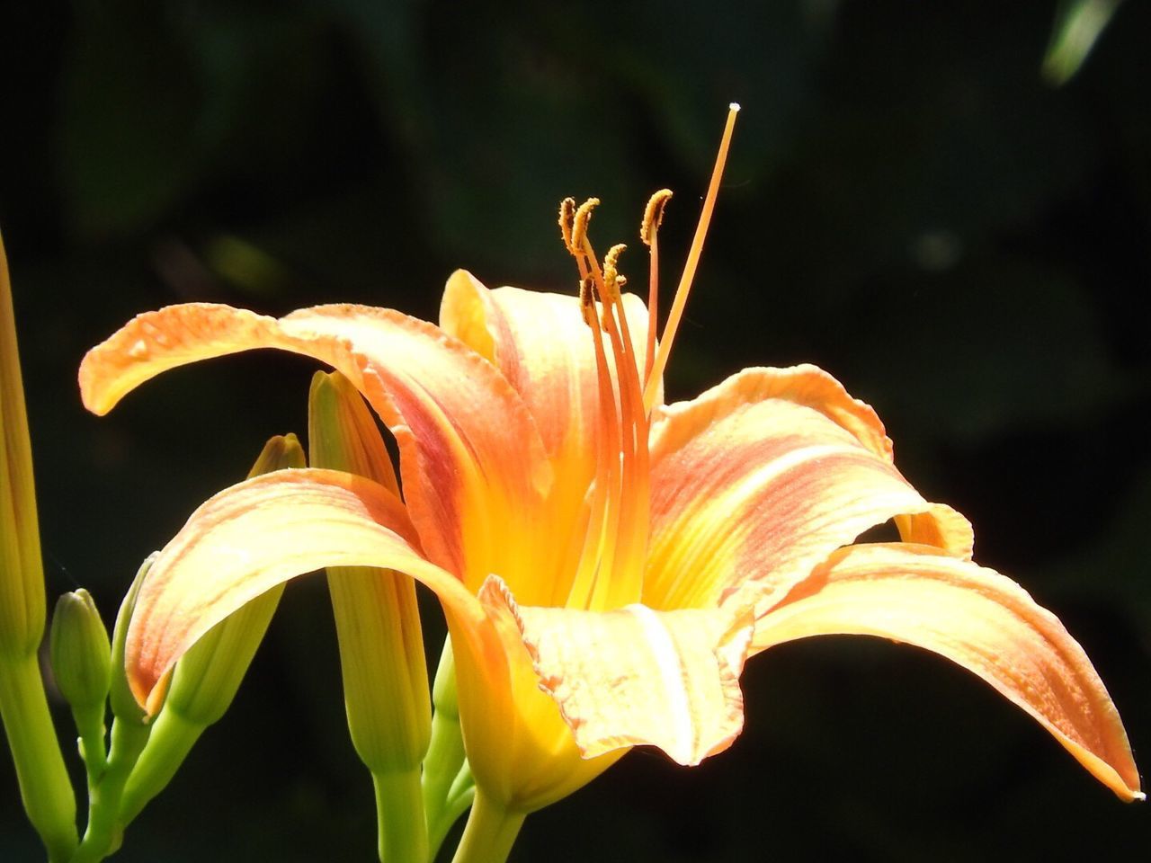 CLOSE-UP OF YELLOW FLOWERS BLOOMING