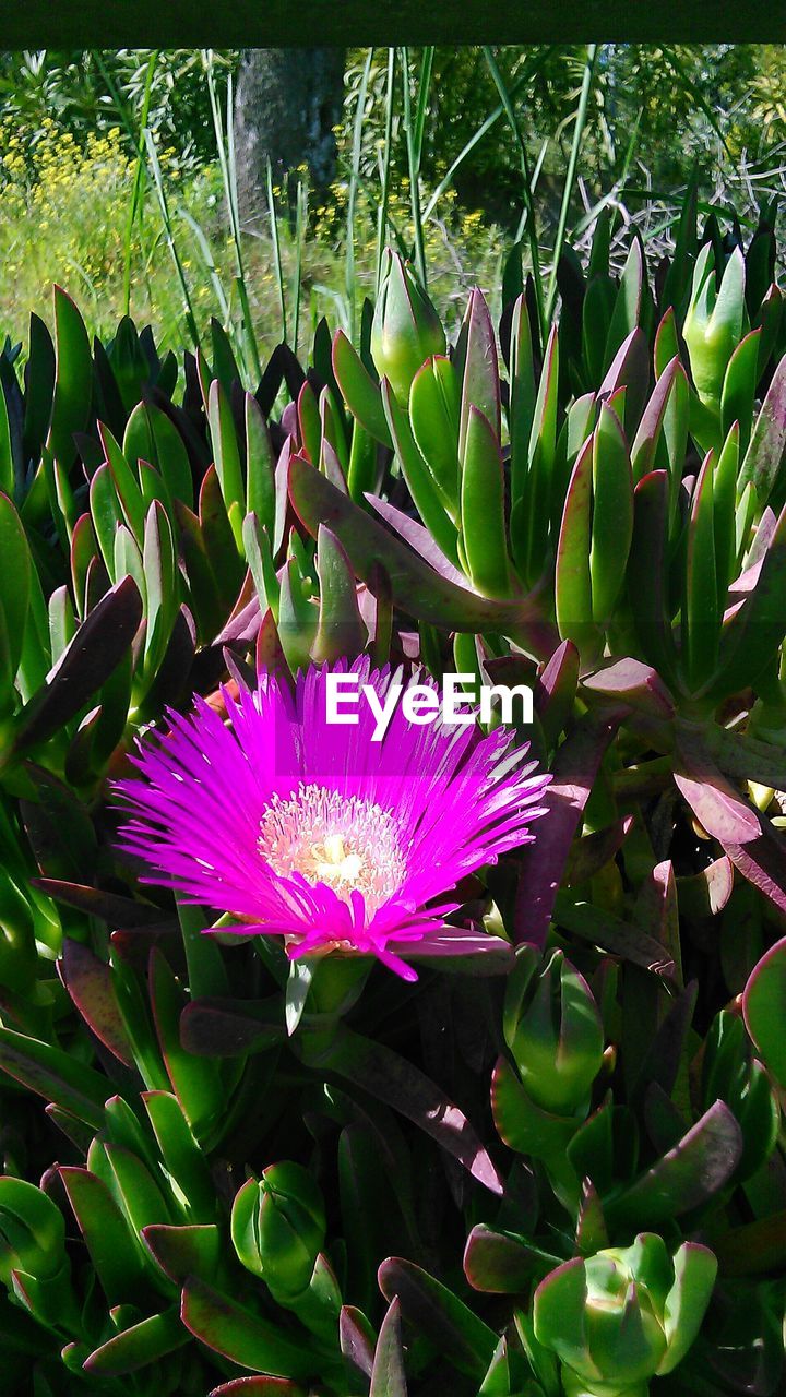 CLOSE-UP OF FLOWER BLOOMING OUTDOORS