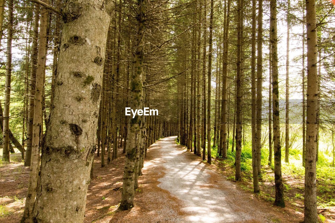 VIEW OF TREES IN FOREST