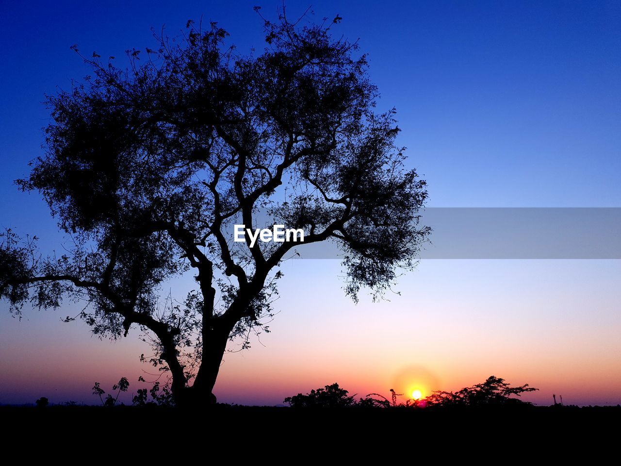 SILHOUETTE TREE ON FIELD AGAINST SKY AT SUNSET