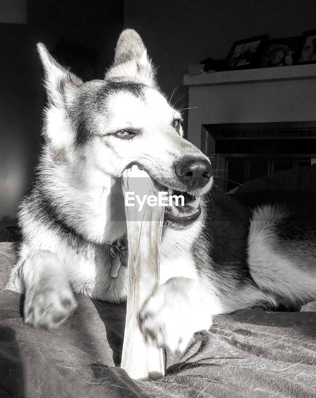 Close-up of dog eating bone while sitting on carpet at home