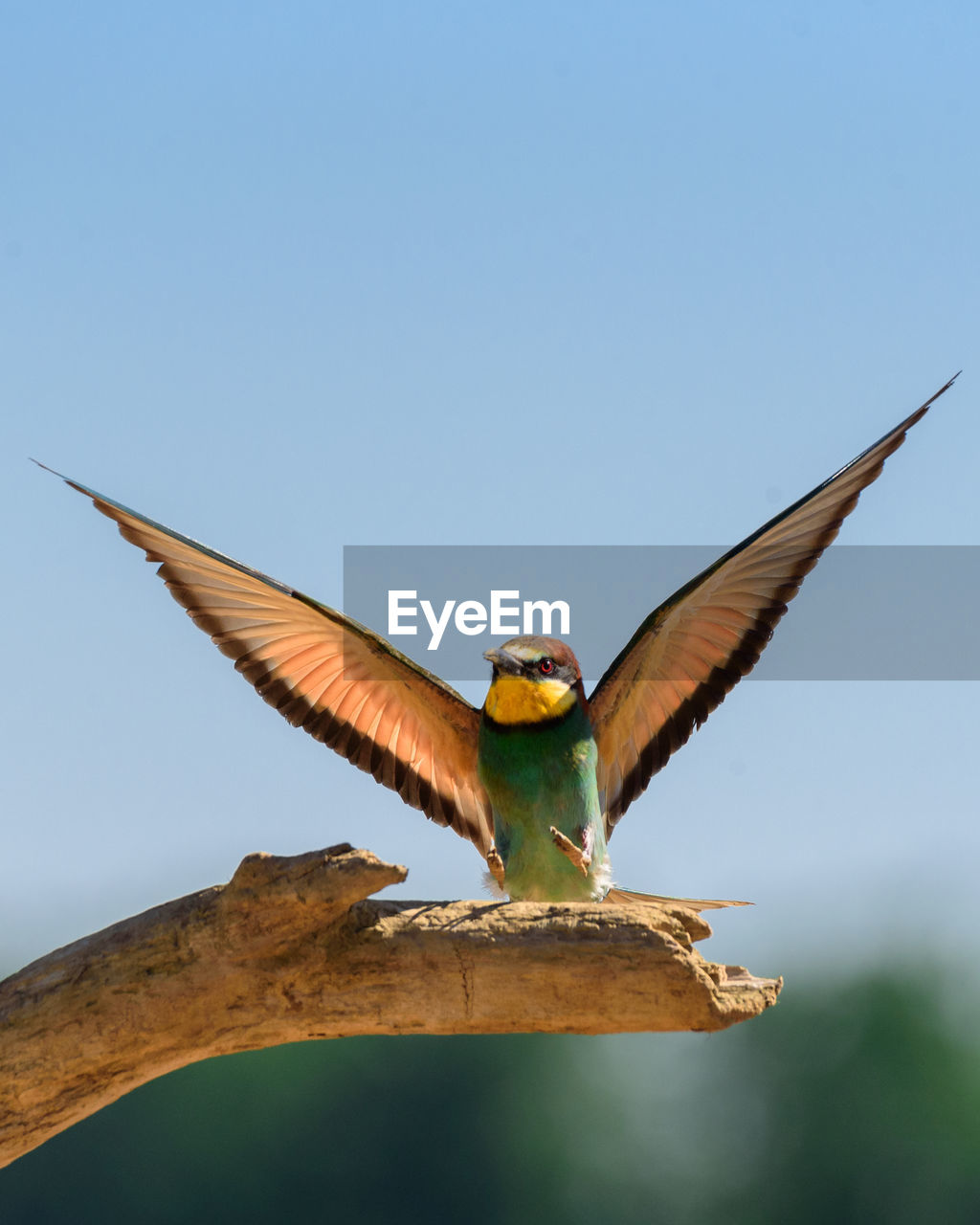 Low angle view of bird flying