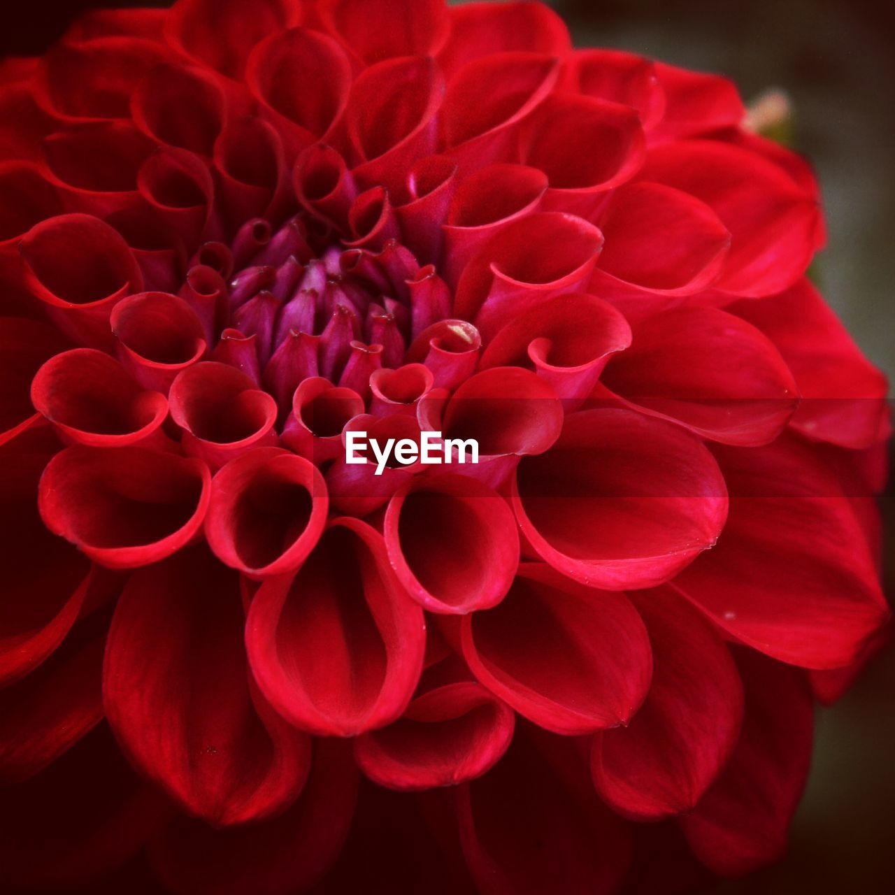 CLOSE-UP OF RED FLOWERS