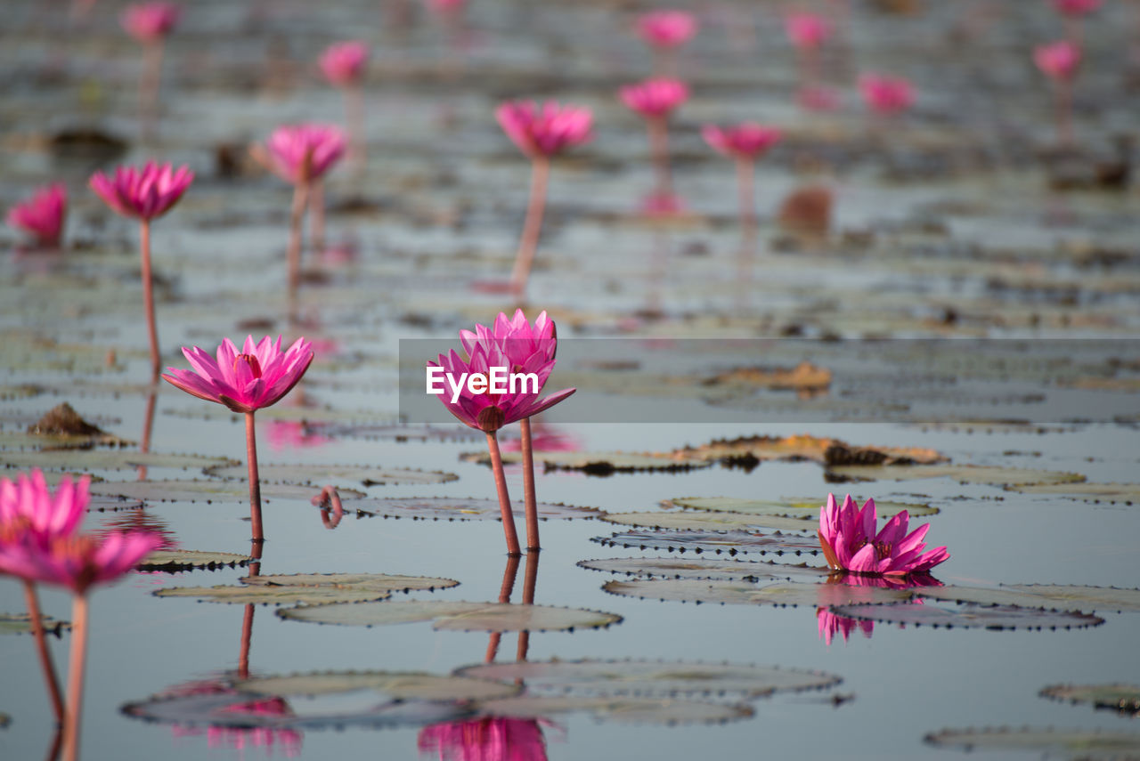 CLOSE-UP OF PINK FLOWERS ON WHITE FLOWER