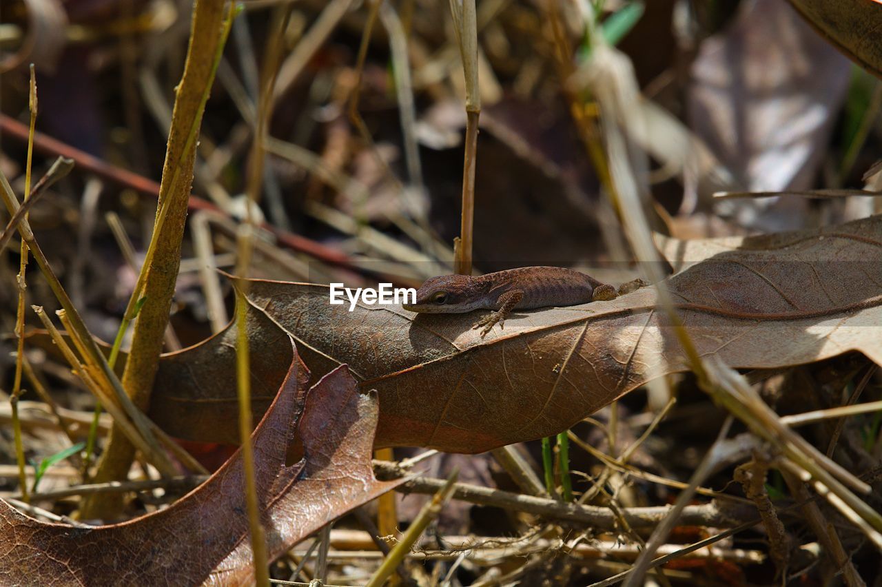 Close-up of lizard on dry leaves on land