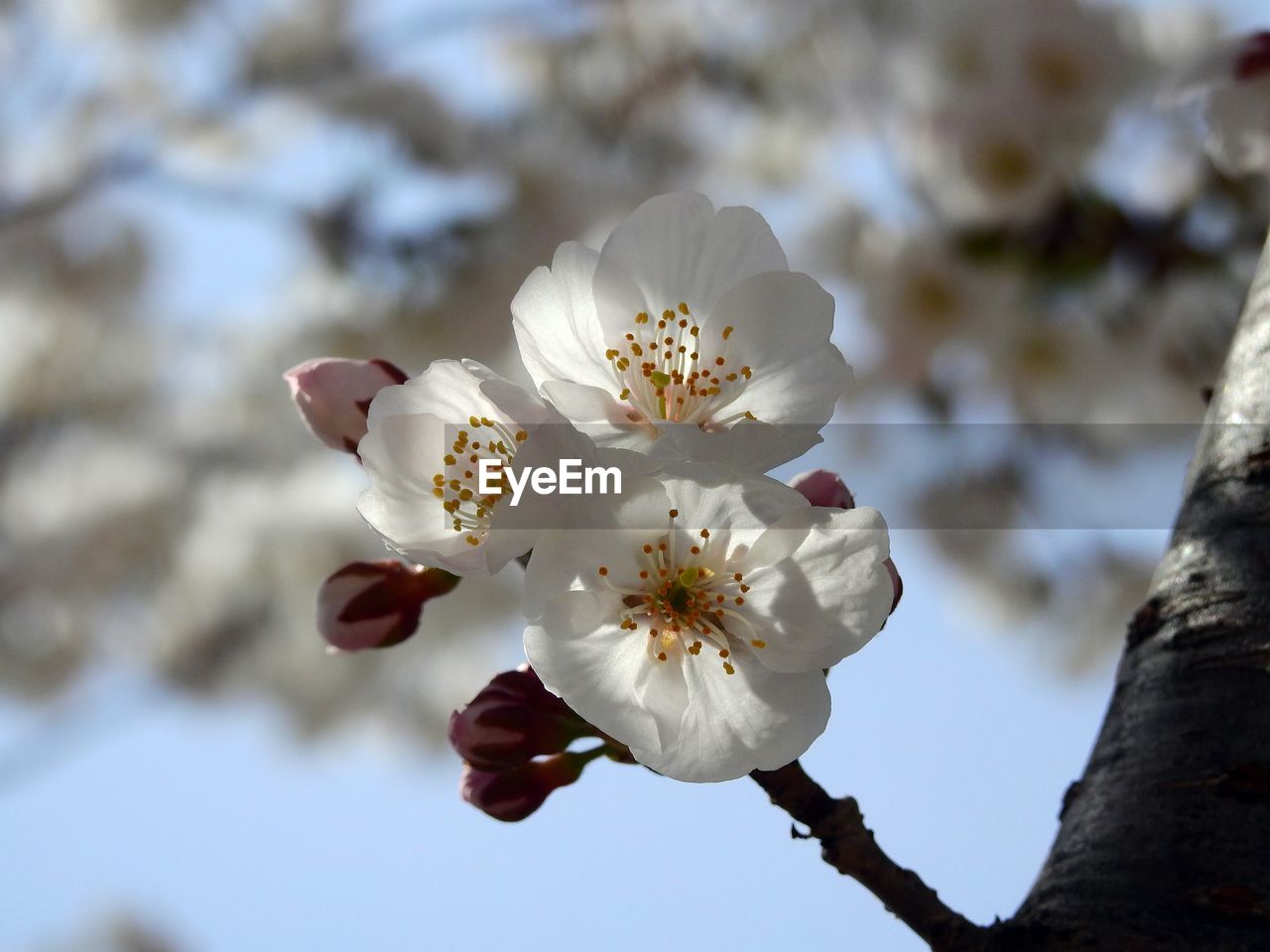 plant, flower, flowering plant, tree, beauty in nature, blossom, fragility, freshness, springtime, growth, branch, nature, spring, close-up, white, pollen, focus on foreground, flower head, cherry blossom, inflorescence, petal, produce, fruit tree, no people, botany, outdoors, food, day, macro photography, stamen, twig, almond tree, sky, fruit, cherry tree, apple tree, low angle view, selective focus