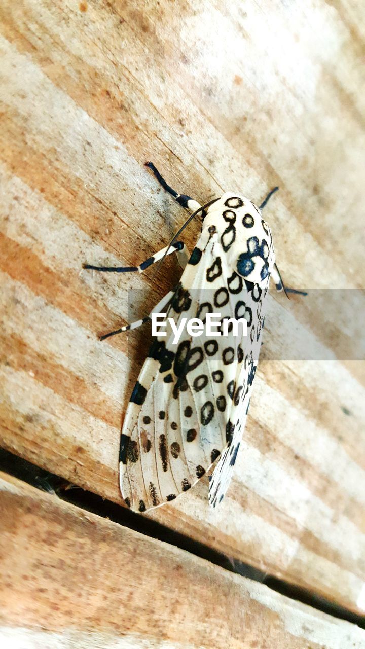 CLOSE-UP OF BUTTERFLY PERCHING ON WOODEN FLOOR