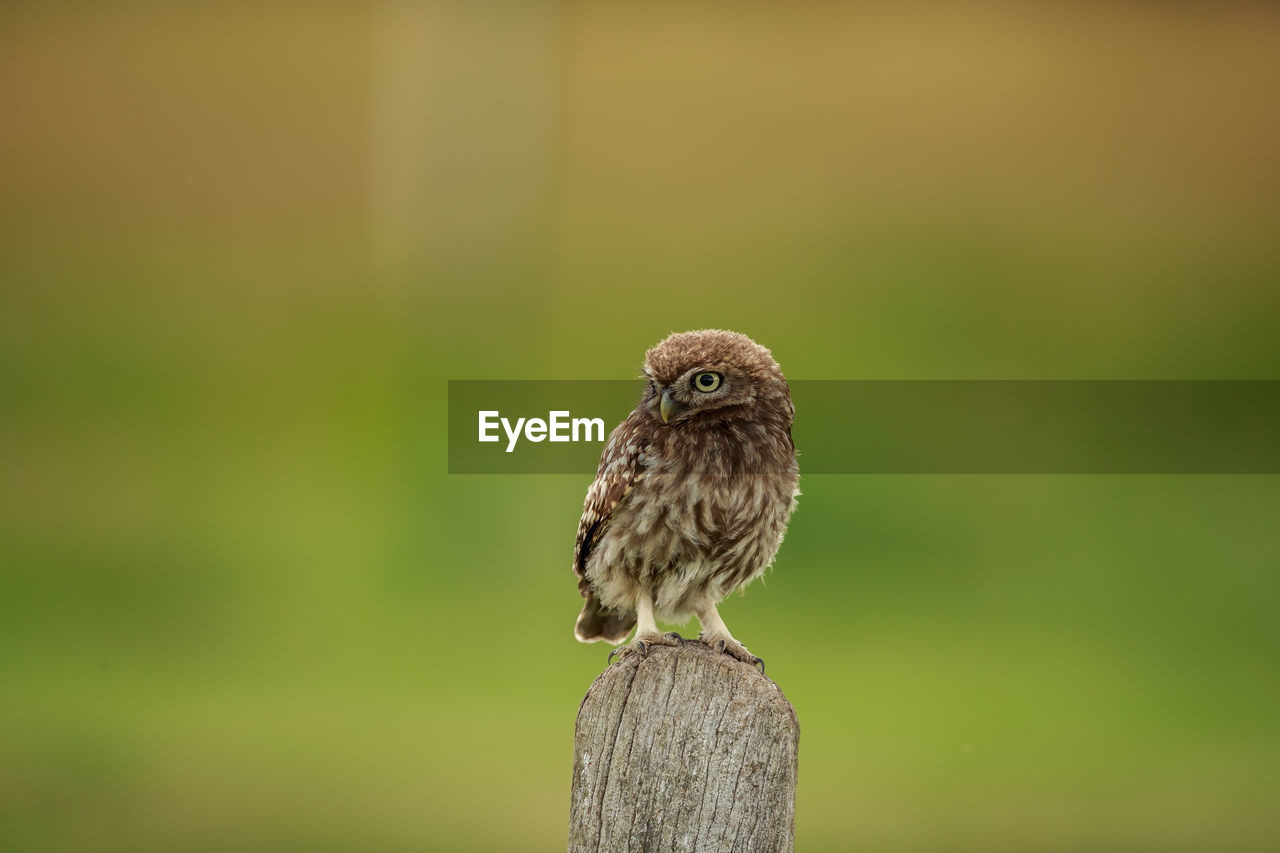A little owl on a post