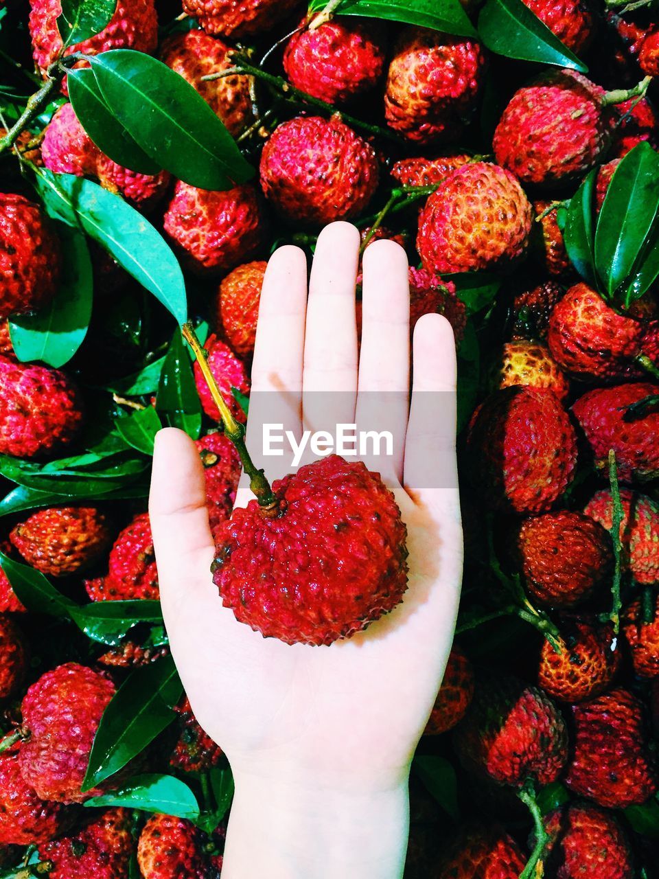 Directly above shot of hand holding lychee at market