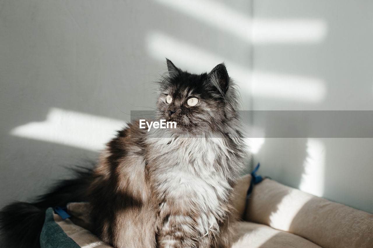 CAT SITTING ON SOFA