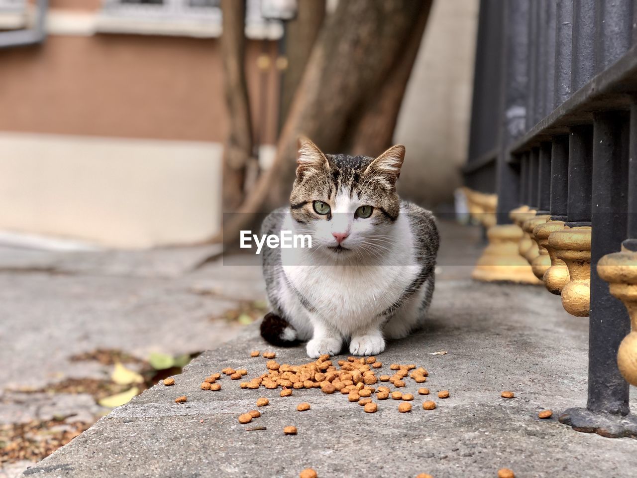 Portrait of cat sitting outdoors