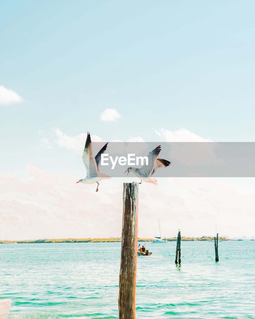 Seagulls on wooden post in sea against sky