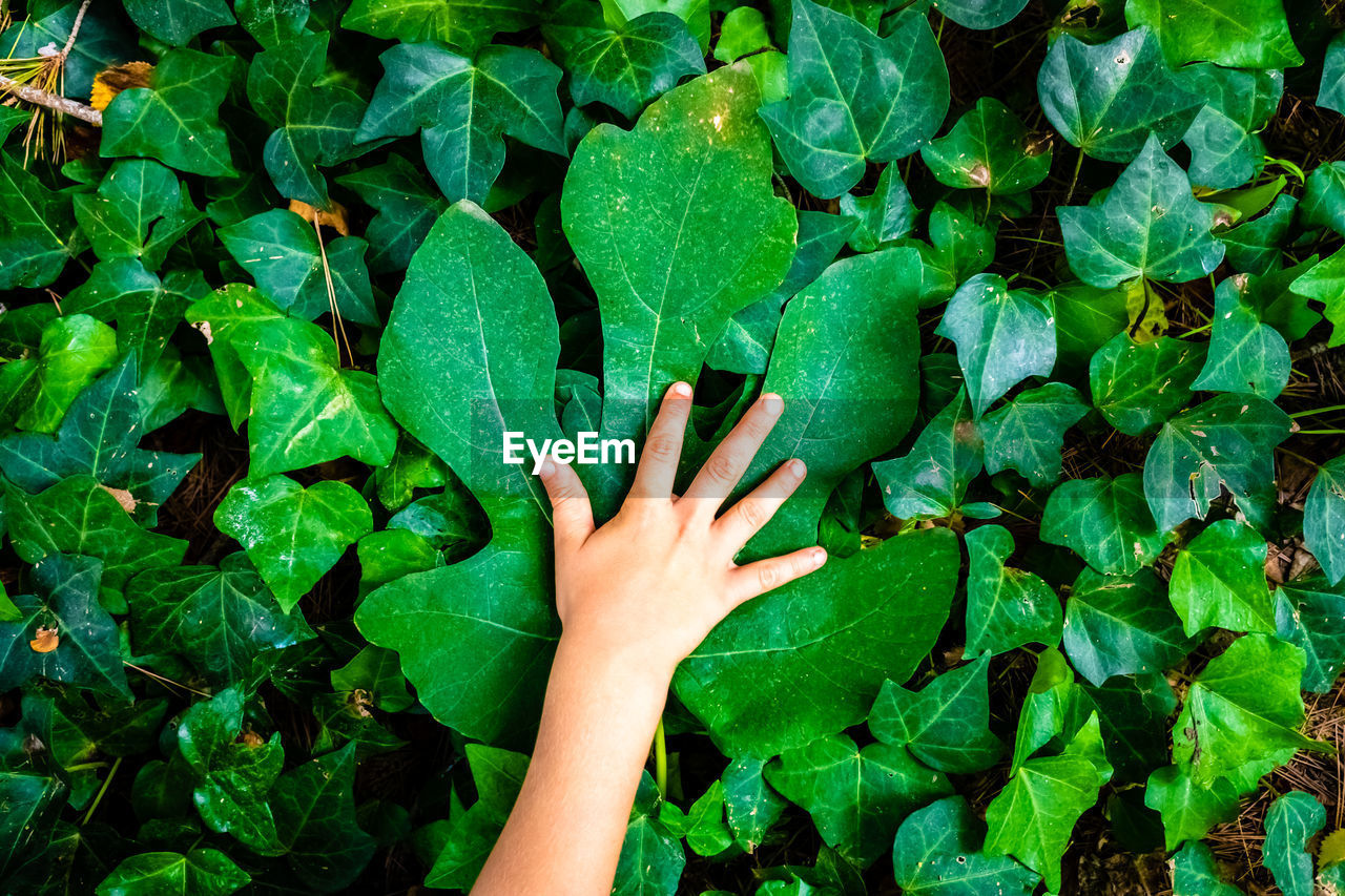 Cropped image of person touching leaves at park