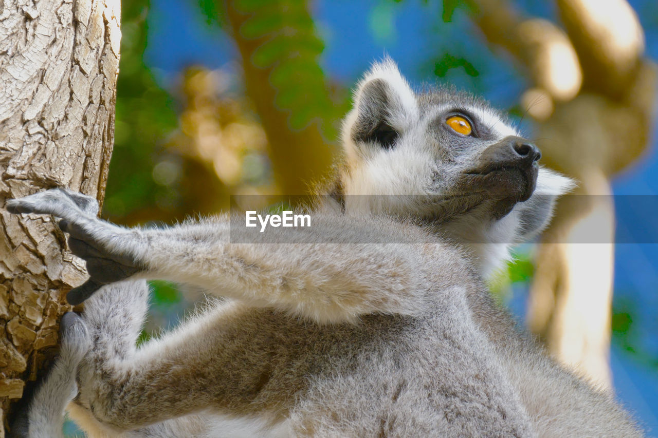 Lemur licks his paw. ring tailed lemur close up. lemur catta in the natural habitat.
