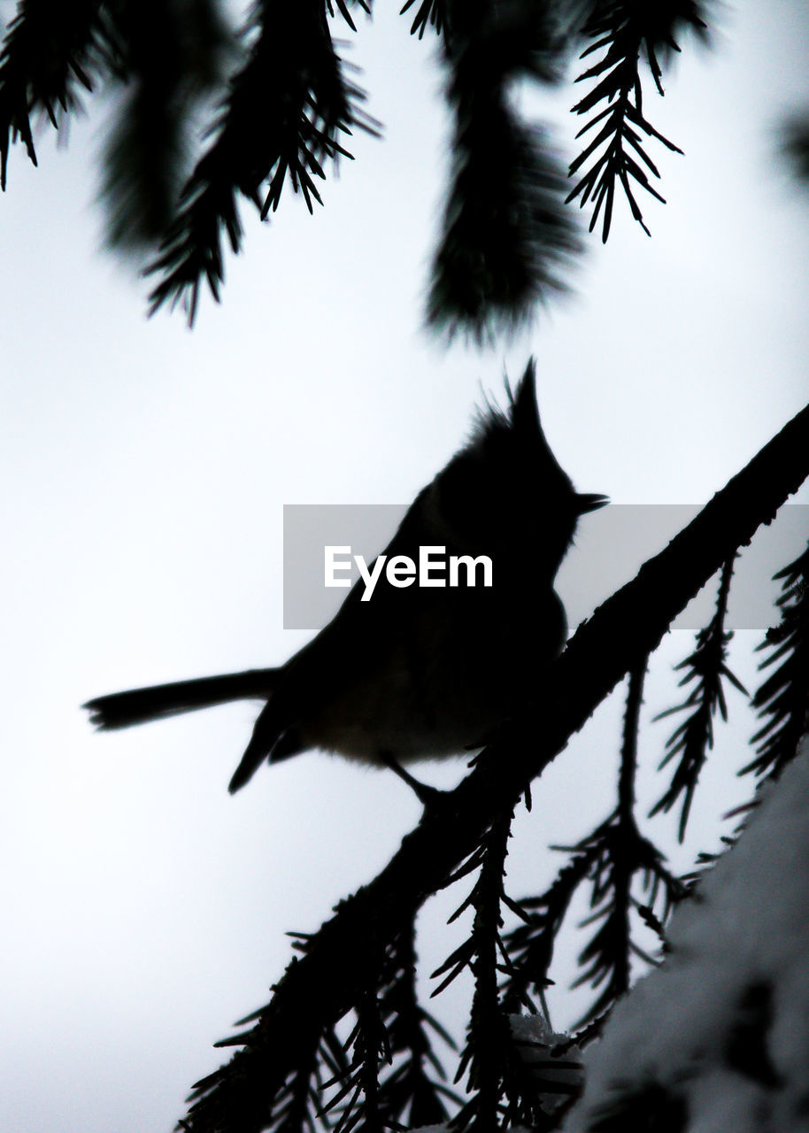 LOW ANGLE VIEW OF BIRD PERCHING ON SILHOUETTE TREE AGAINST SKY