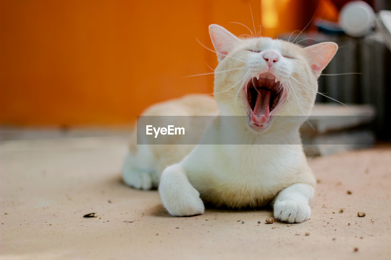 CLOSE-UP OF WHITE CAT YAWNING