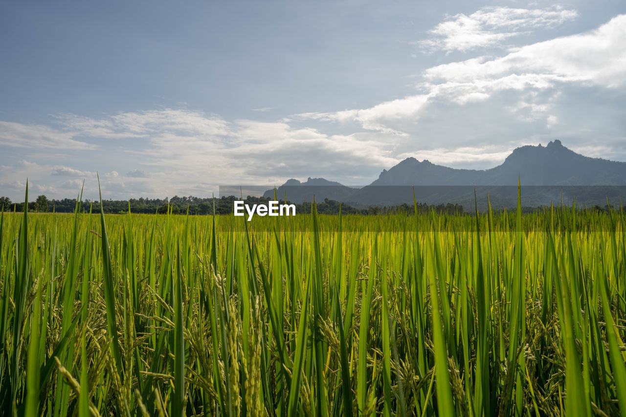 Scenic view of agricultural field against sky