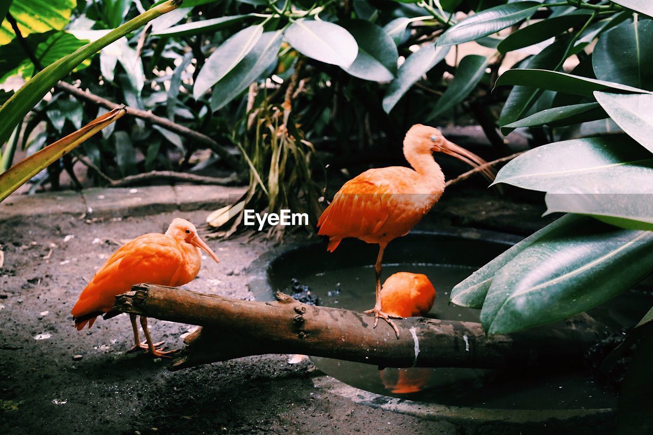 Close up of scarlet ibis