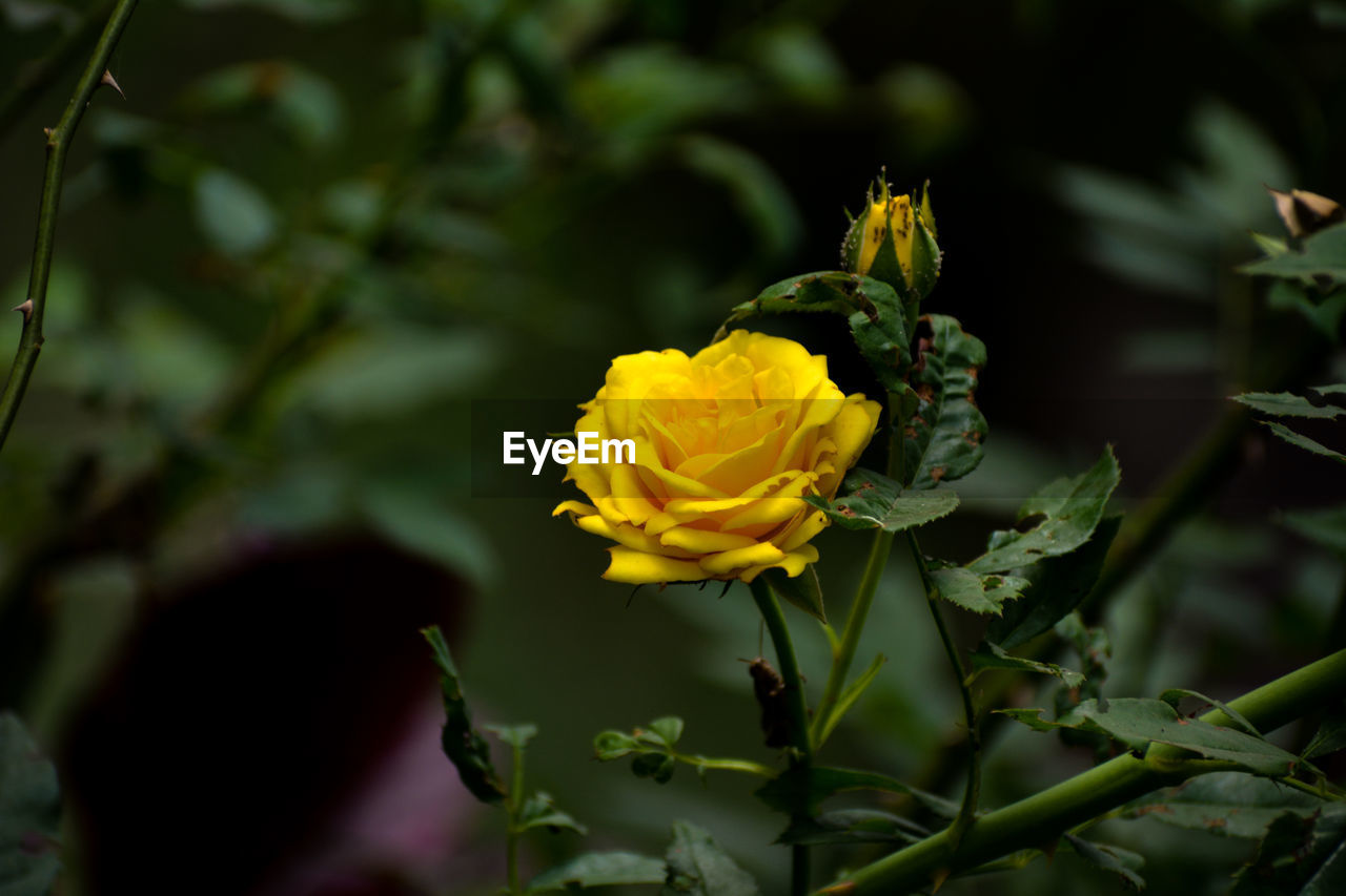 CLOSE-UP OF YELLOW FLOWER