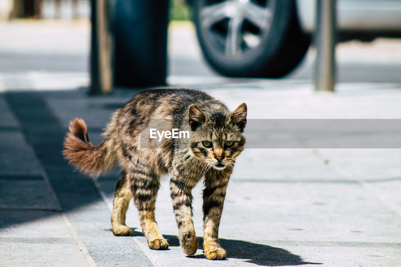 PORTRAIT OF CAT ON FOOTPATH