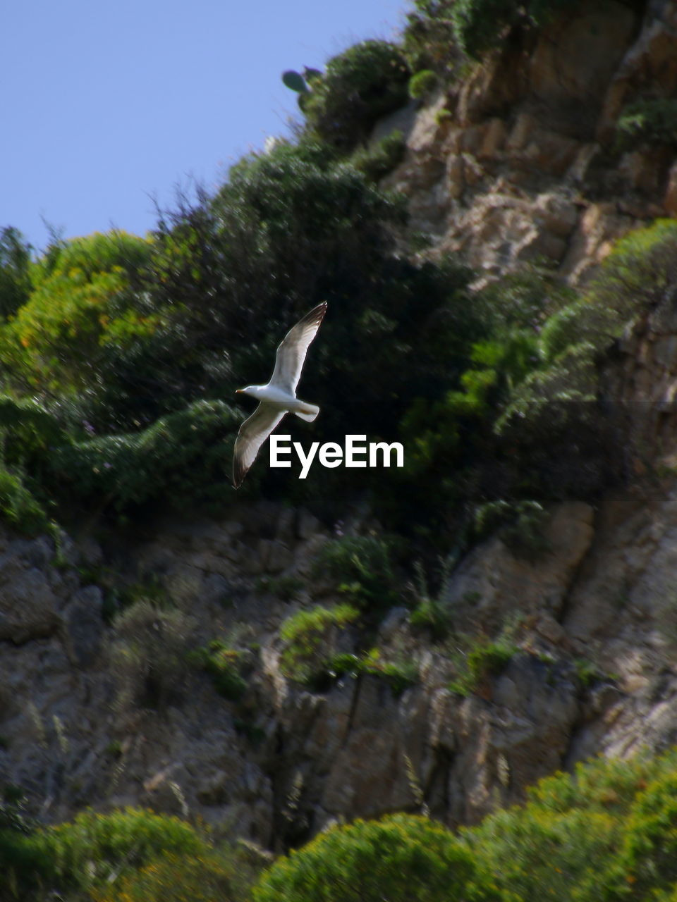 BIRDS FLYING OVER TREES