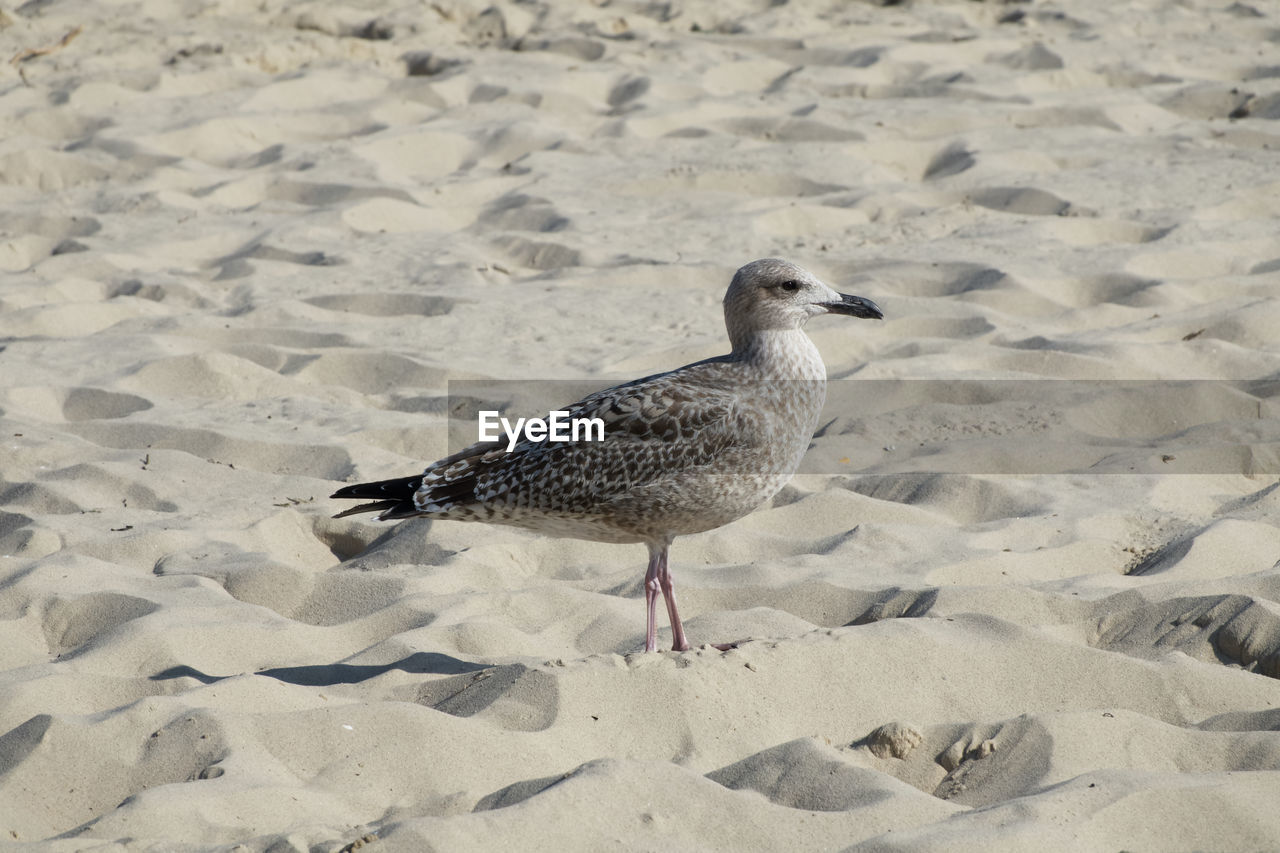 HIGH ANGLE VIEW OF SEAGULL ON BEACH