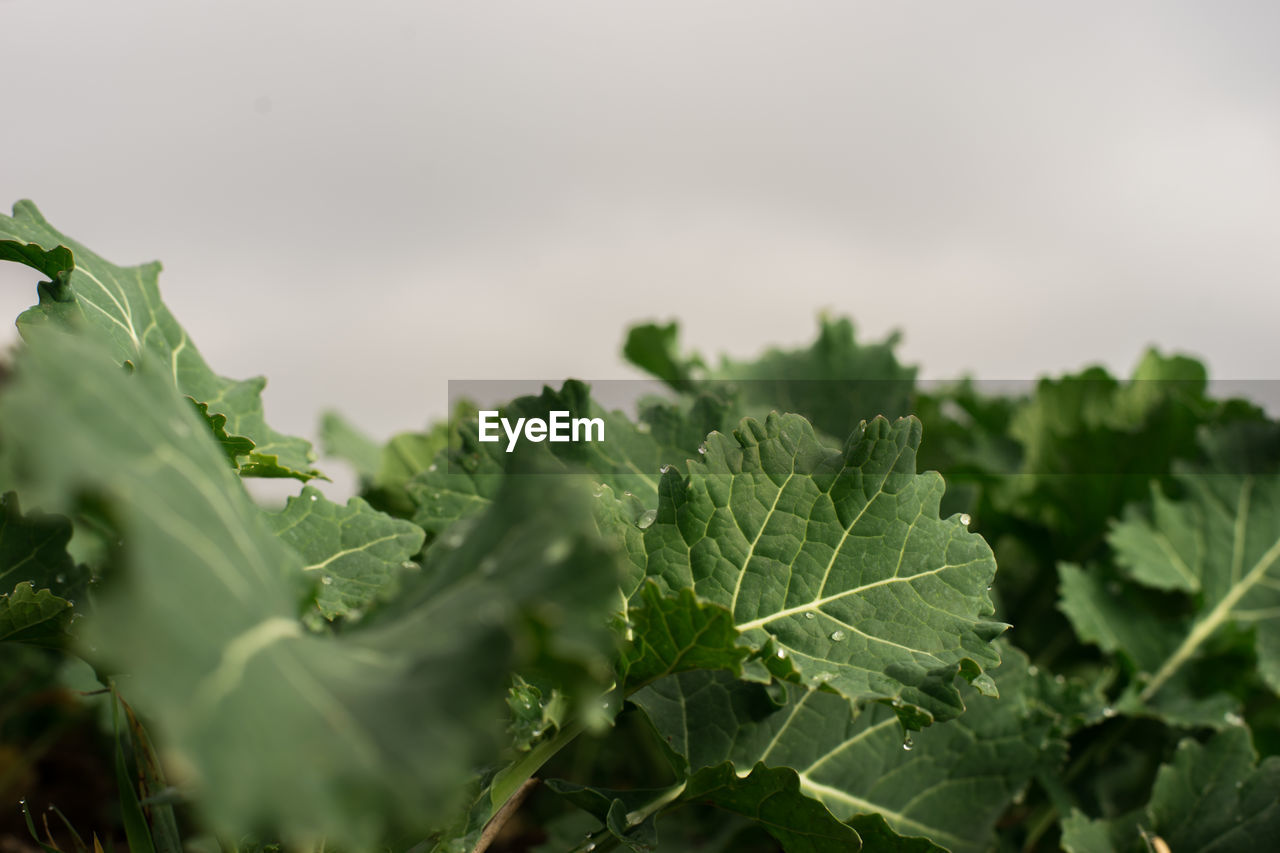 Fresh cabbage on a field 