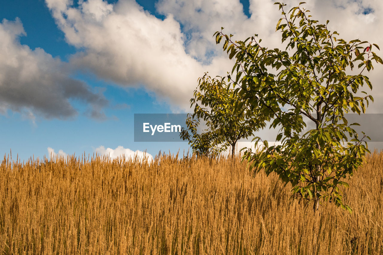 Scenic view of wheat field against sky