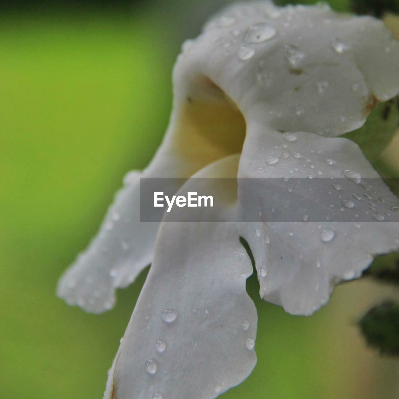 Close-up of wet white flower