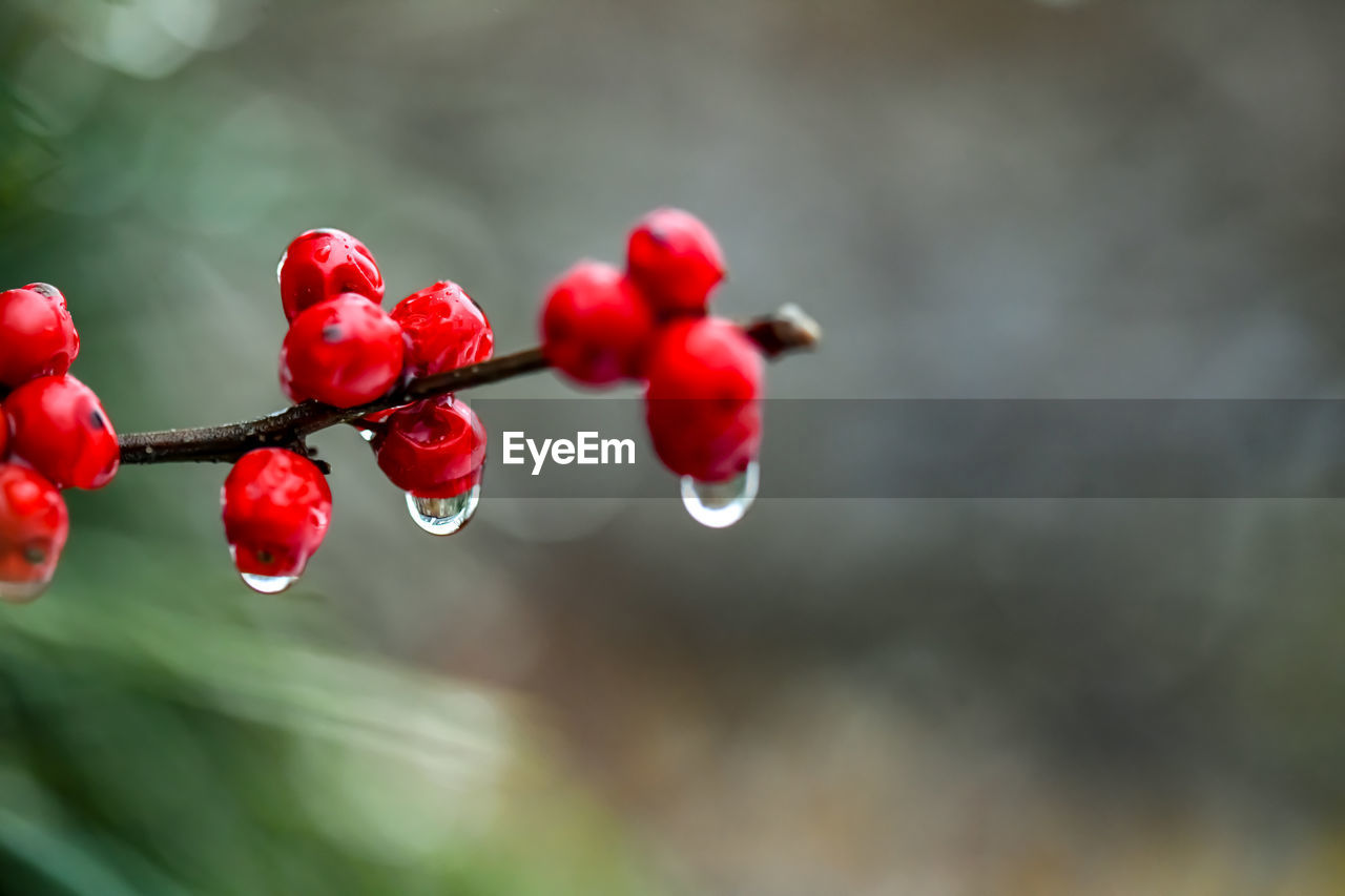 Close-up of wet red berries growing on tree