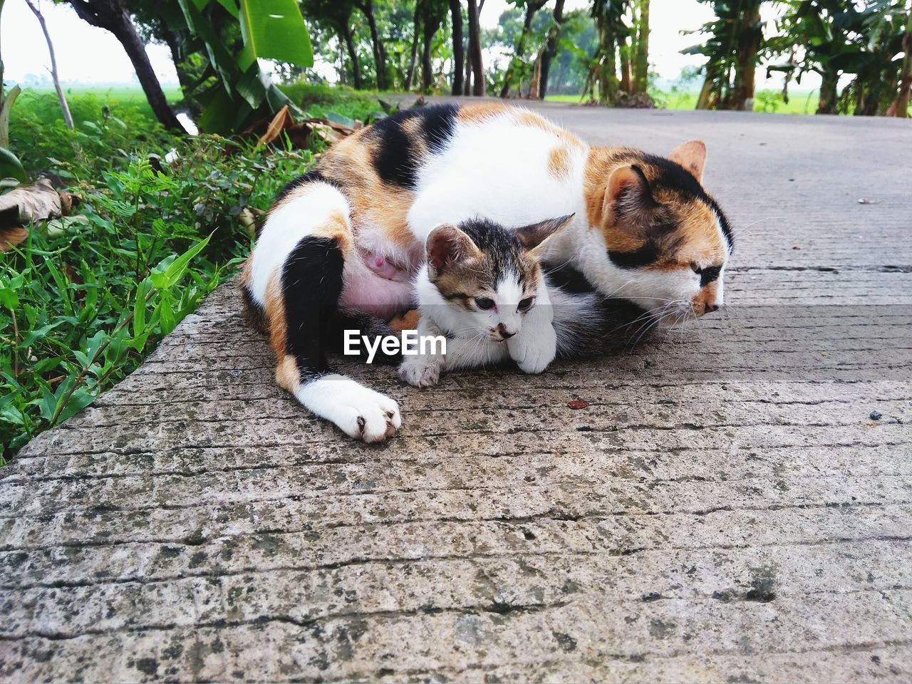 VIEW OF A CATS ON FOOTPATH