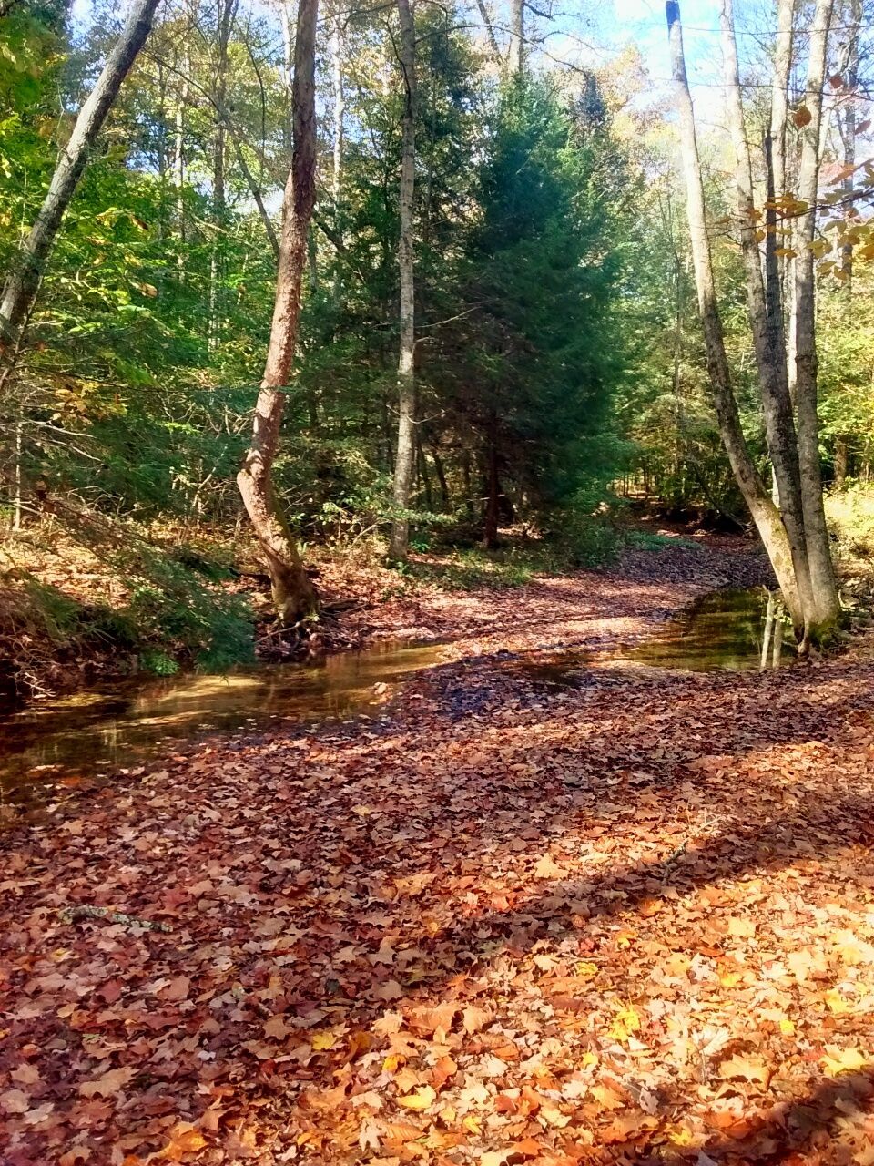 VIEW OF TREES IN FOREST