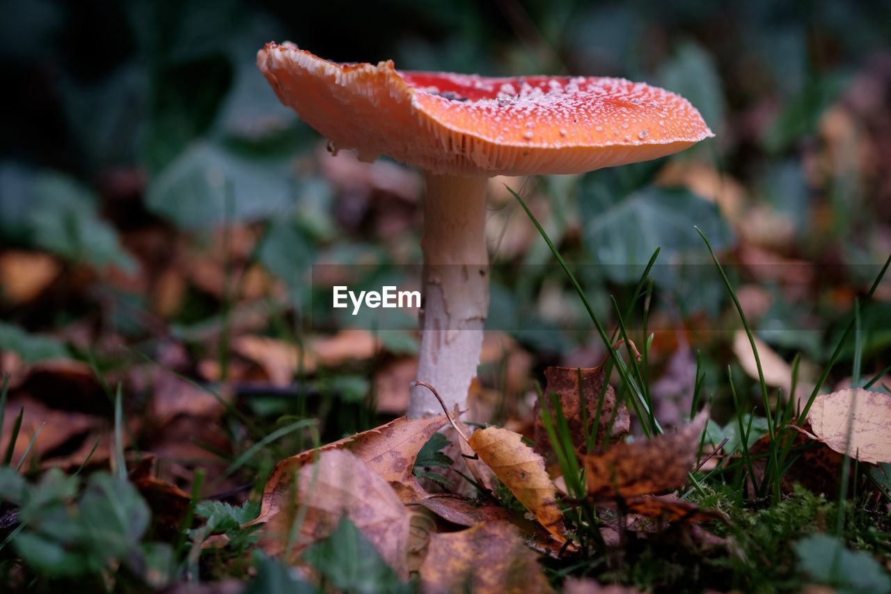 Close-up of mushroom growing on field 